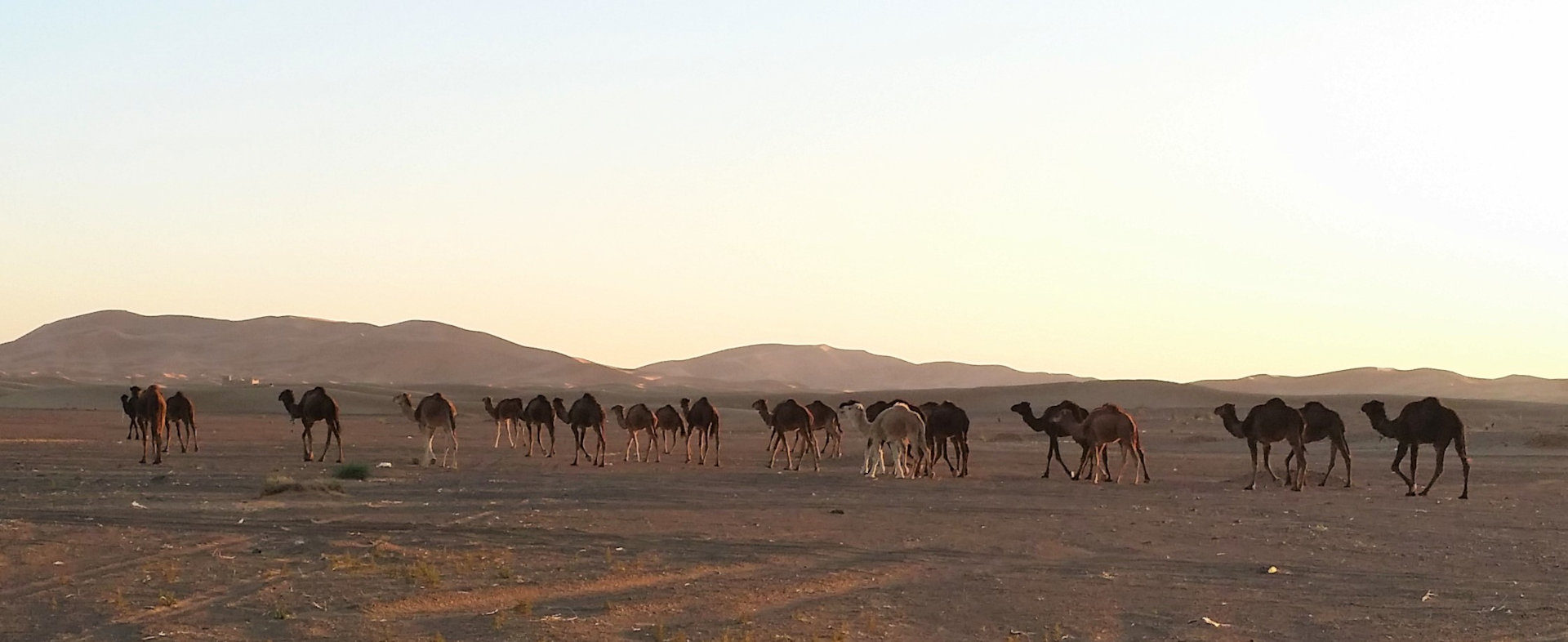 Camels and Cottages