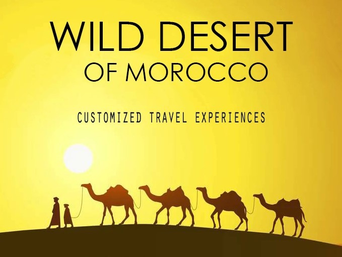 logo for wilddesertofmorocco.com